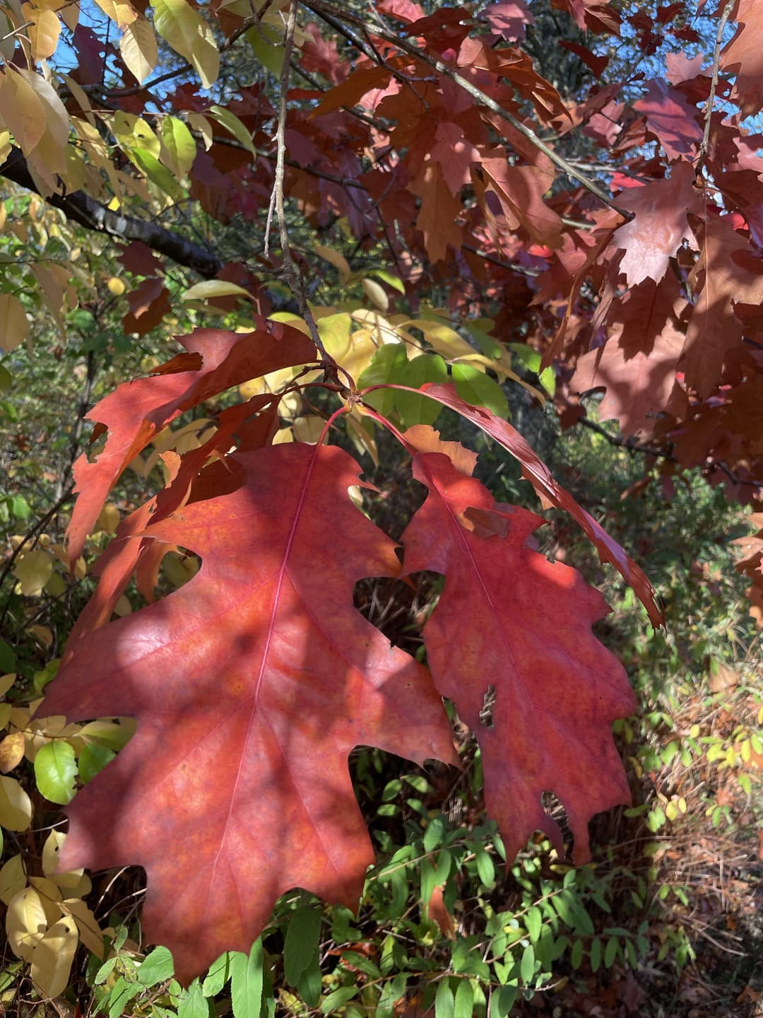 gallery-image-56