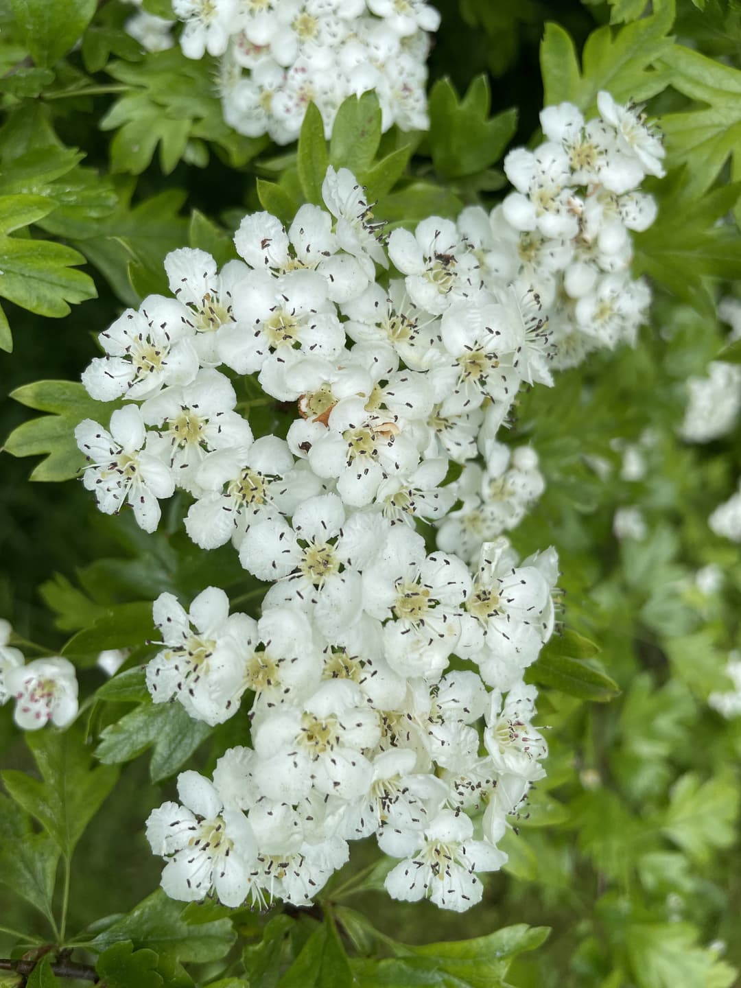 gallery-image-15