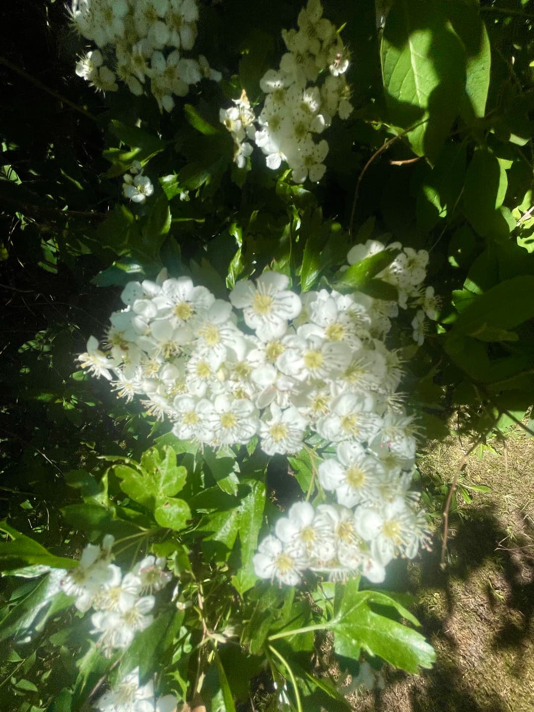 gallery-image-39